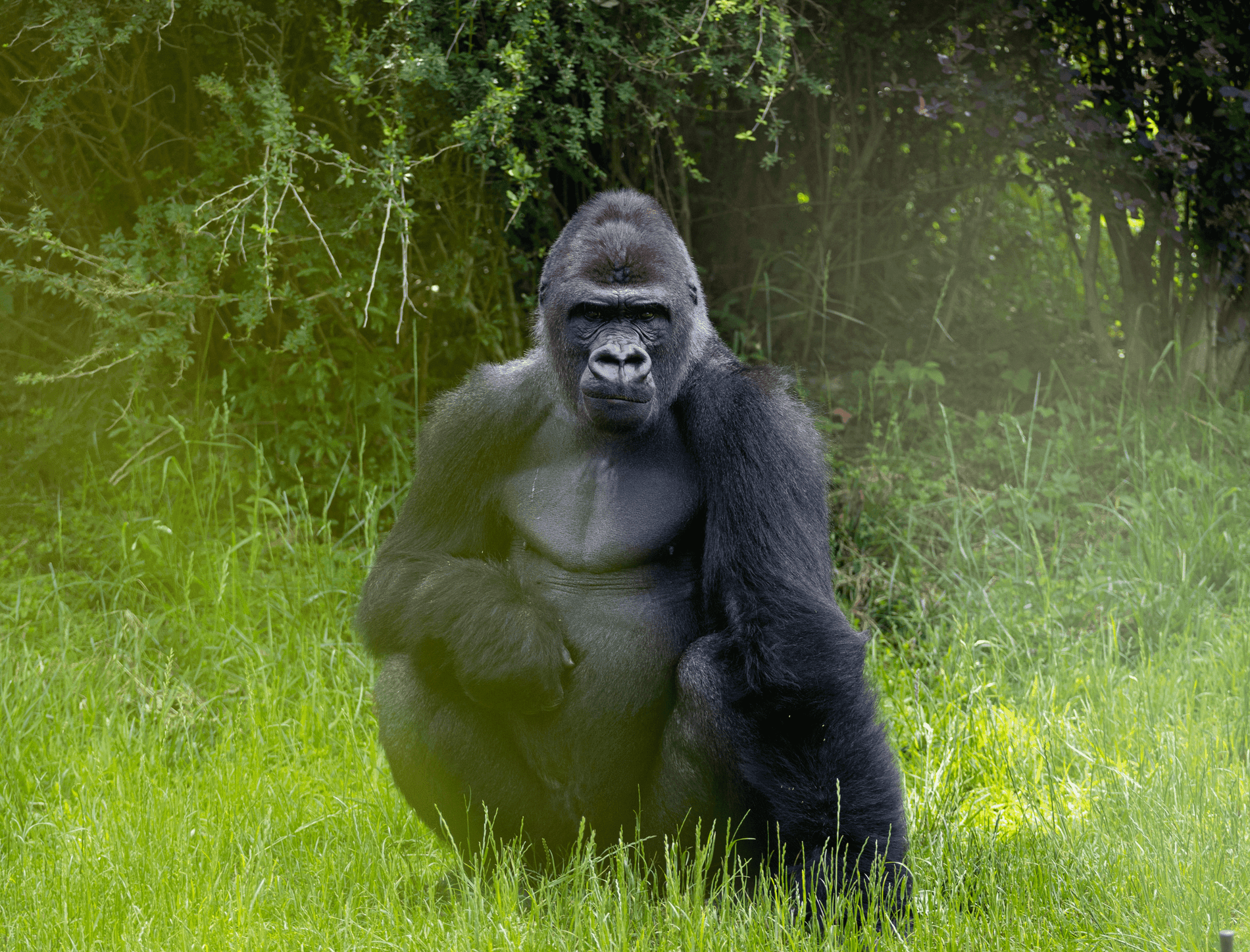 Gorilla in the wild