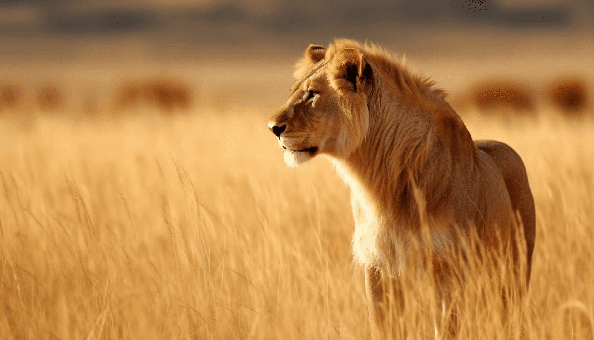 Lion standing in golden savanna grass
